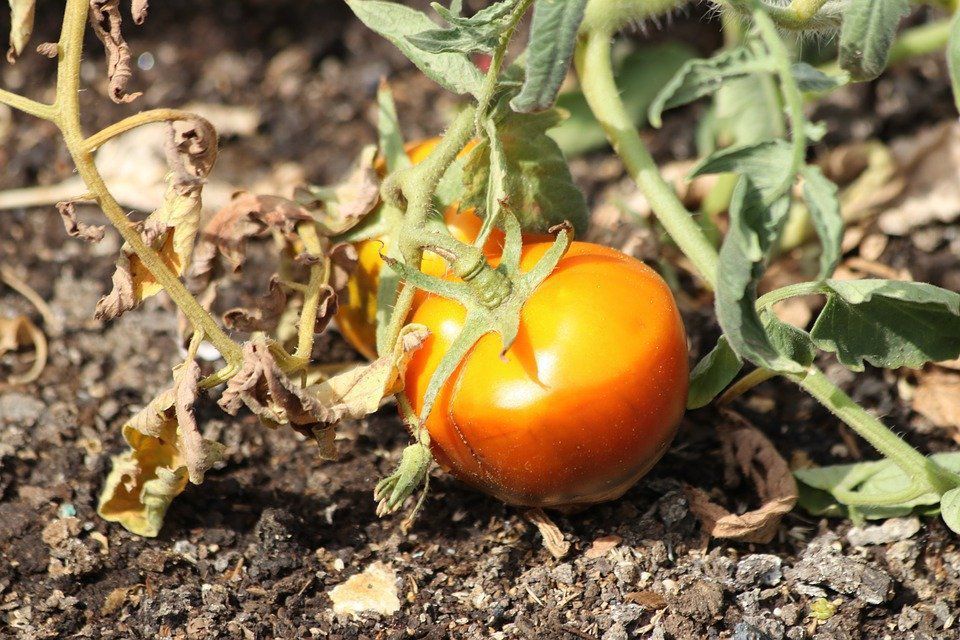 Сохне листя помідорів — що робити, як врятувати урожай. Причини засихання листя у томатів.