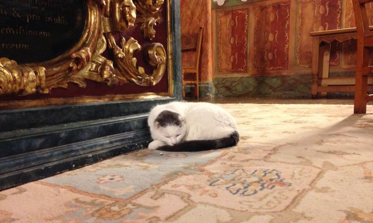 У англійському храмі найкращі онлайн-молитви, адже проводити прямий ефір вікарію допомагають коти. Англійські церковні онлайн-служби стали дуже популярними через участь у них котів.