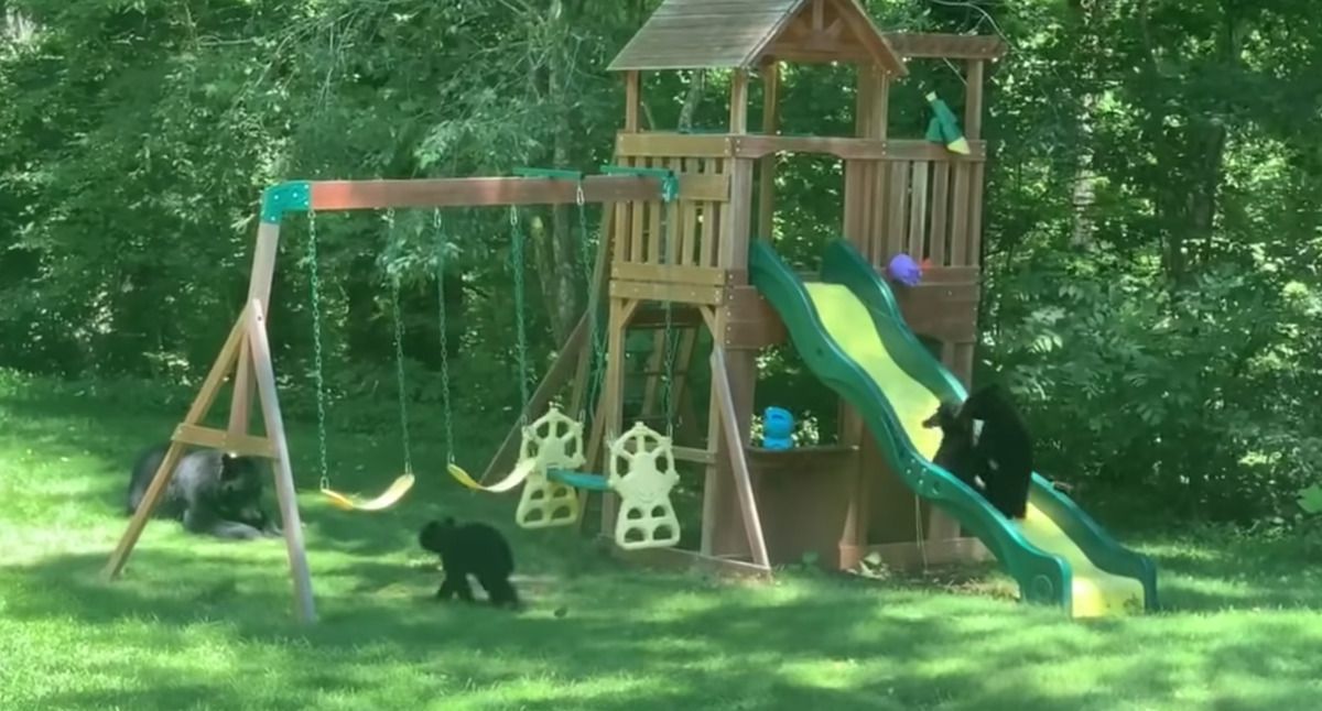 Ведмедиця призвела ведмежат на дитячий майданчик, і вони граються там, як справжні діти. Вони такі ж діти, тільки пухнасті.