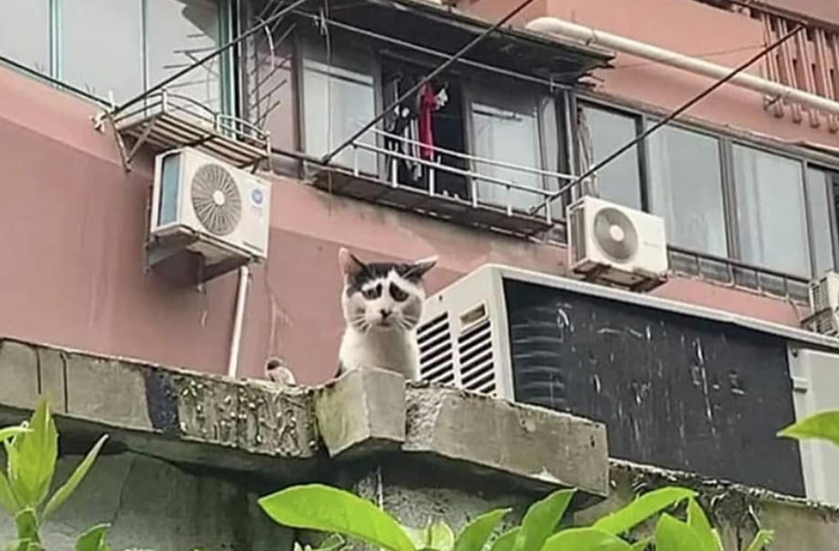 У Китаї живе кіт з сумною мордою, і він виглядає як символ 2020 року. Так і хочеться запитати, що у нього трапилося?