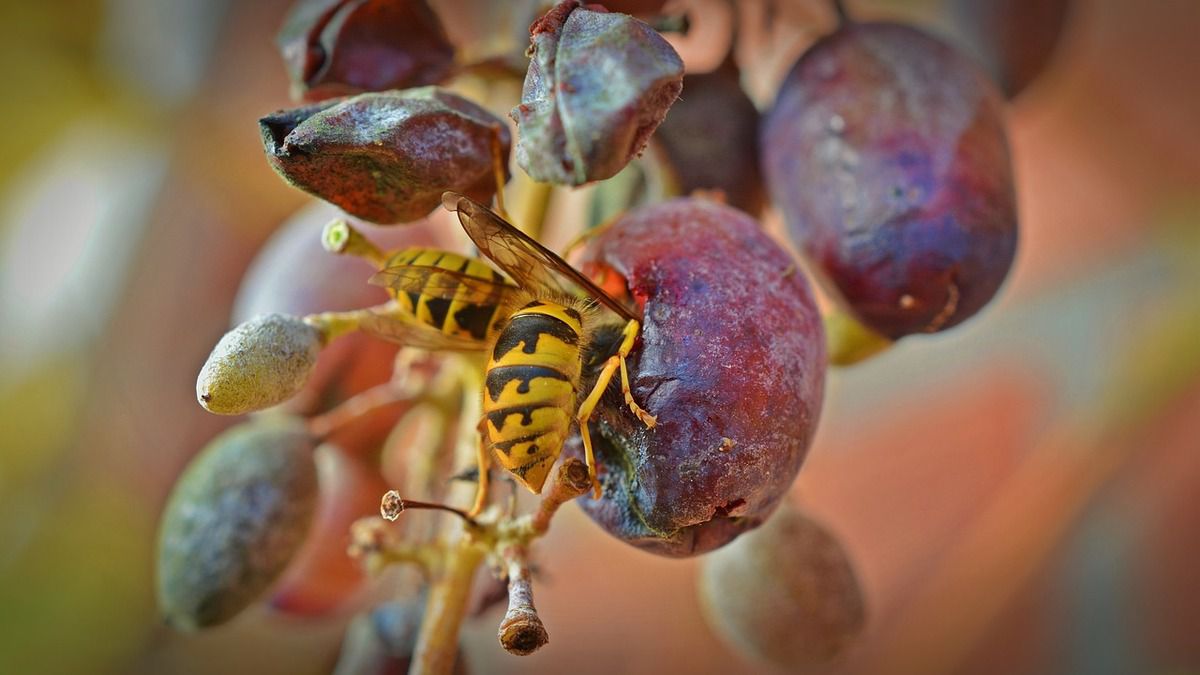 4 ефективних способи захисту винограду від атаки ос. Вирощування винограду супроводжується масою проблем – породиста культура хворіє, уражається шкідниками.