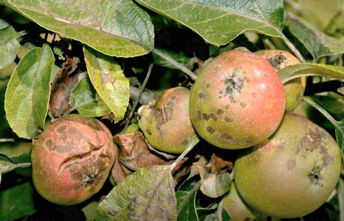 Парша яблуні: народні методи боротьби. Парша – це небезпечне захворювання яблуні, воно завдає шкоди листям і плодам дерева.