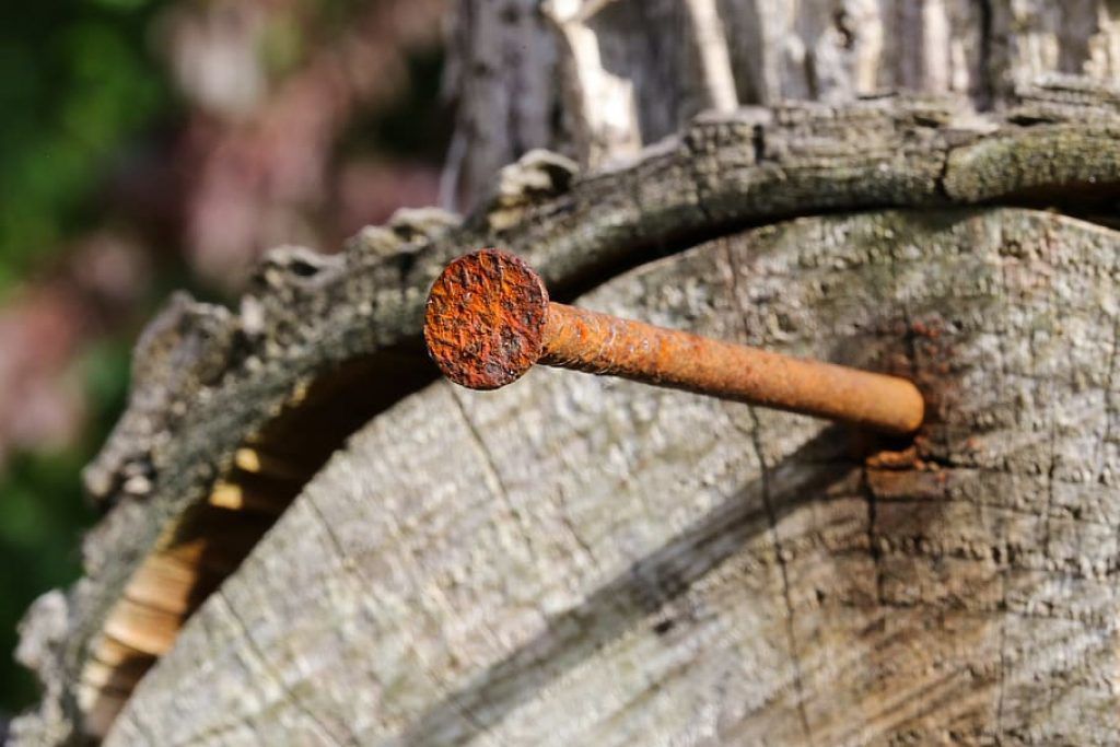 Чи допомагає плодоношенню забивання цвяхів у дерева. Мій дід так часто робив: забивав у старі дерева цвяхи.