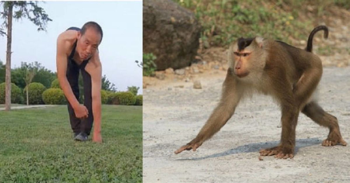 50-річний китаєць повторює рухи мавп, але не для розваги, у такий спосіб він зміцнює своє здоров'я. За допомогою імітації рухів мавп чоловікові вдалося зміцнити своє здоров'я.