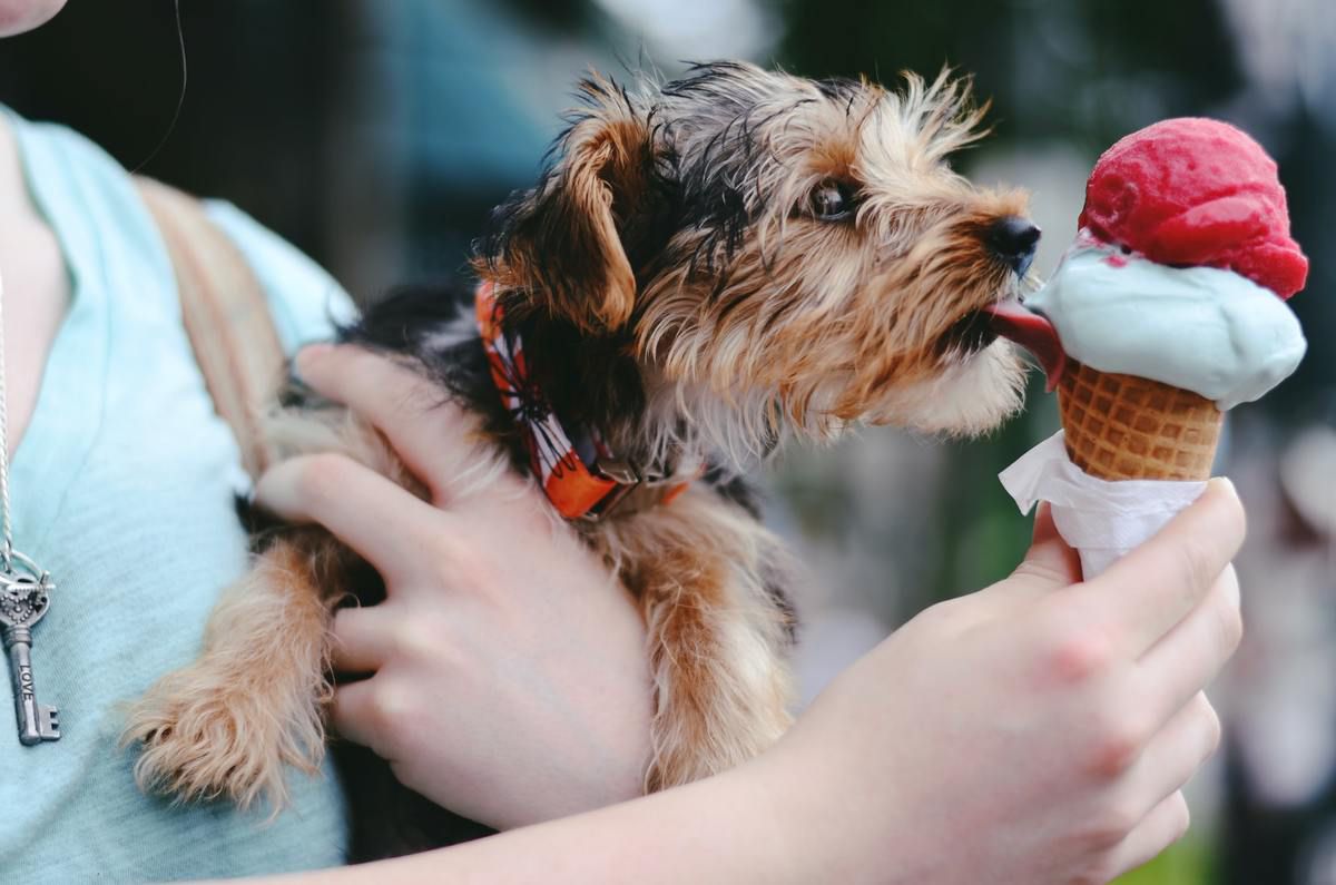 Чому не можна давати собакам морозиво, щоб охолодитися. Тричі подумайте!