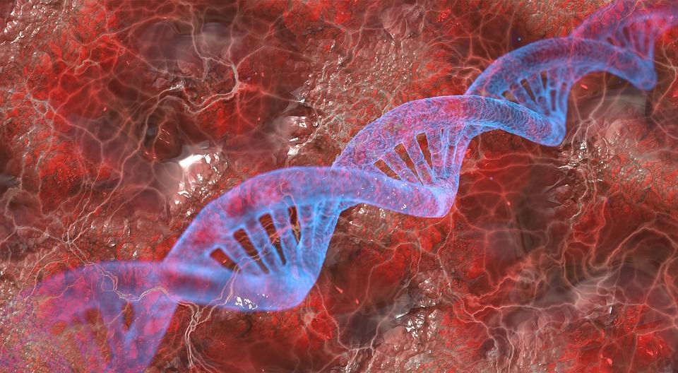 Генетики вперше визначили повну послідовність Х-хромосоми людини і створили її точну віртуальну копію. Це важливий крок у підготовці моделі повноцінного геному людини.