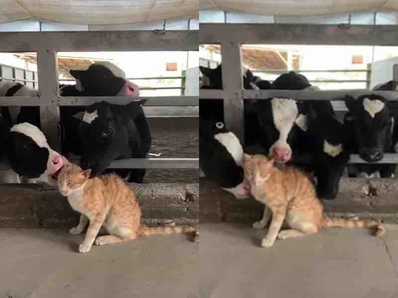 Рядового кота з ферми буквально, зализали телички — потішне відео. Найкумедніше, коли вони дісталися до хвоста!