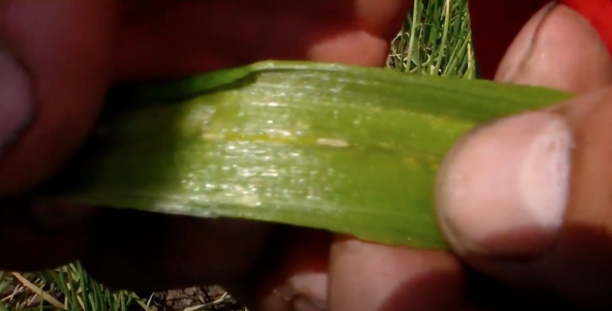 Як виявити цибулеву муху на рослинах та позбутися її: корисні поради. Важливо вчасно виявити цибулеву муху на рослинах і швидко позбутися її.