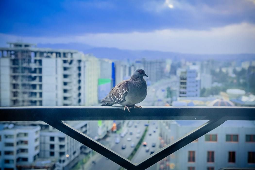 До чого голуб сів на підвіконня за вікном. Ці птахи вважаються посланцями небес, допомагають людині жити в злагоді з собою та гармонії з оточуючими.