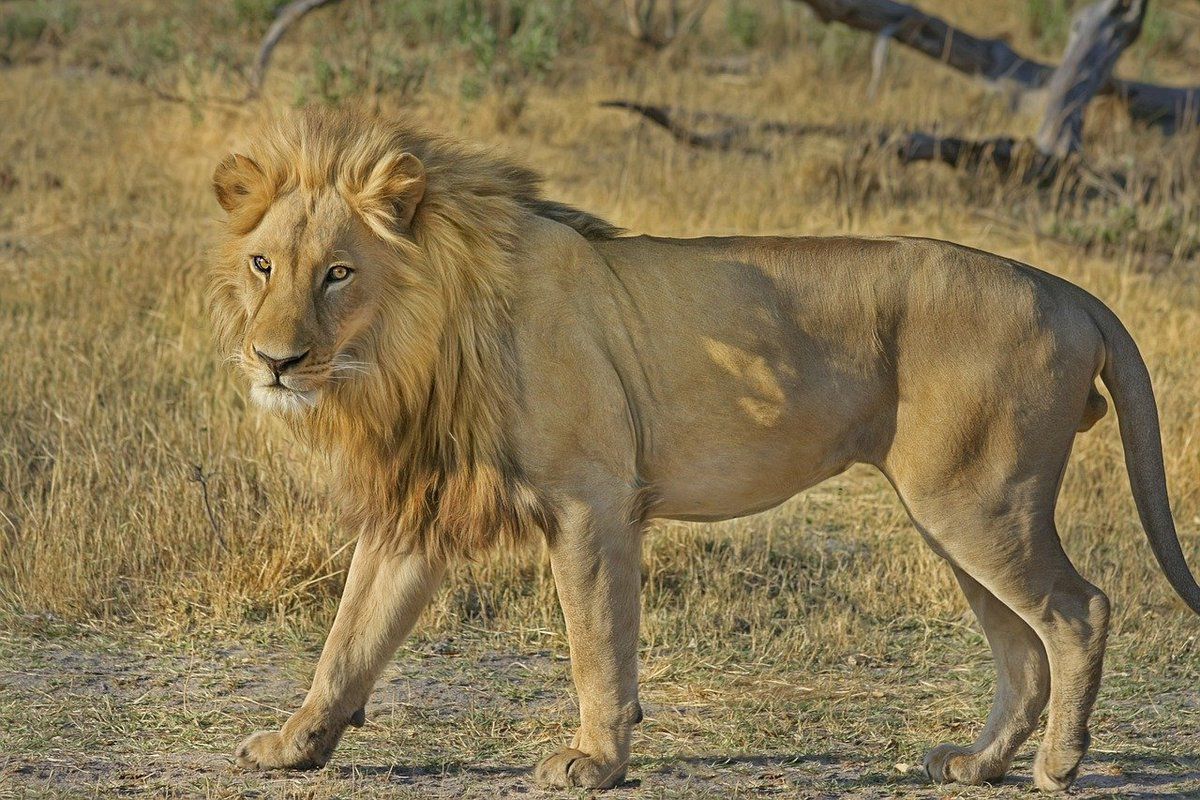 Анекдот дня: один турист розповідає другові про своє полювання на лева. Неймовірне везіння!