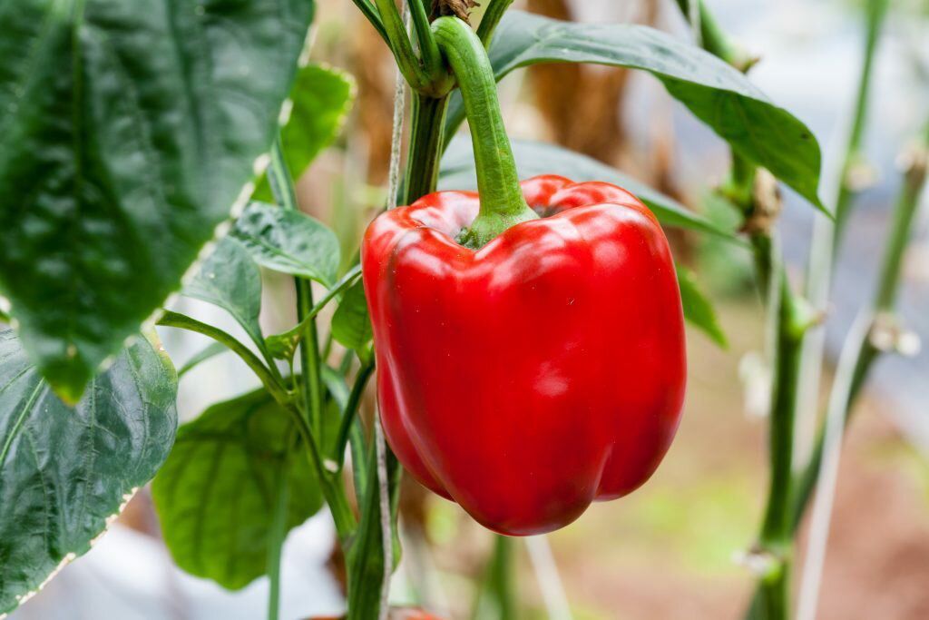 7 важливих правил догляду за перцем на городі та у теплиці, які забезпечать отримання відмінного врожаю. Щоб отримати гарний врожай перцю, варто правильно за ним доглядати.