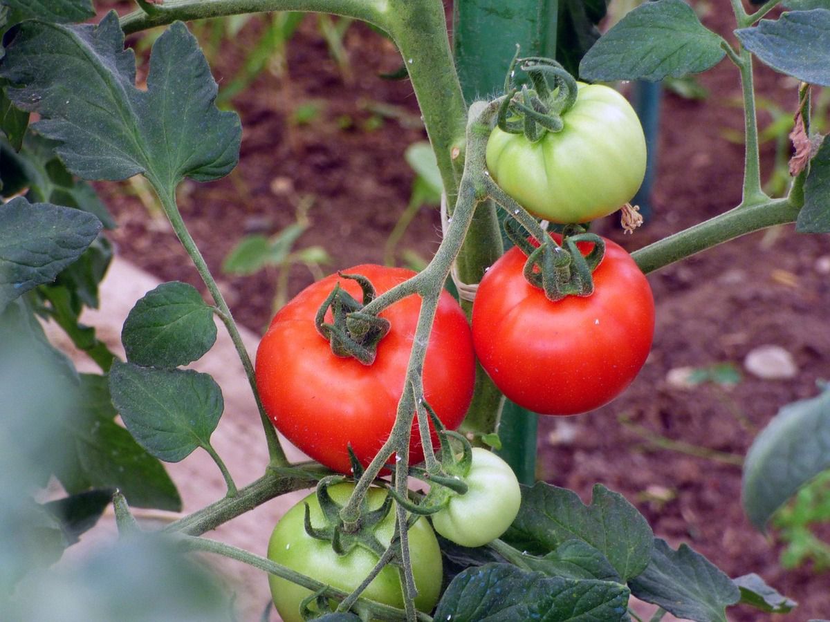 3 народних способи збільшення врожайності томатів. Висаджуючи і доглядаючи за томатами на ділянці, кожен дачник хоче отримати гарну врожайність.