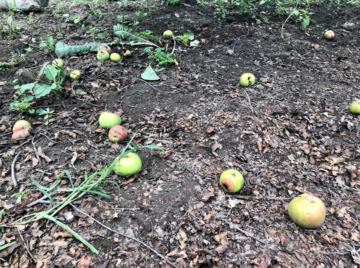 Чому починають падати яблука. Дуже часто можна почути скарги садівників на те, що яблука без видимих причин обсипаються з дерева задовго до їх дозрівання.