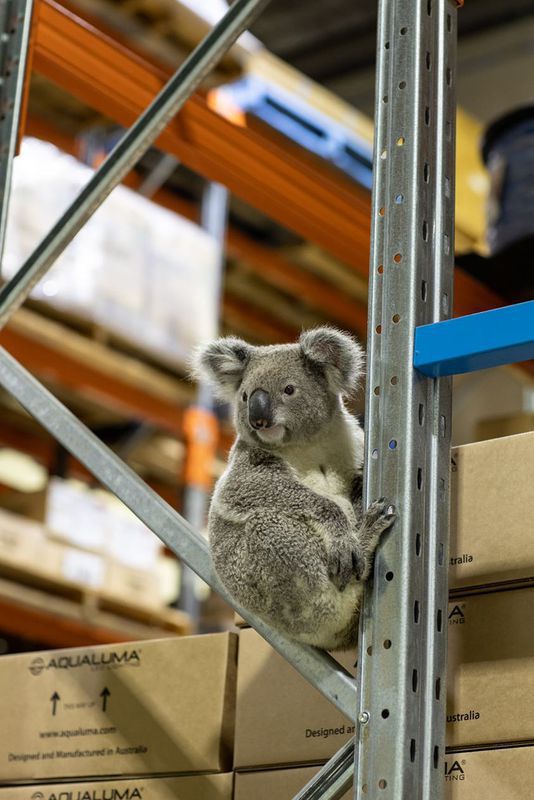 В Австралії допитлива коала заглянула до людей щоб пофотографуватися. Тварина прийшла на склад світлотехнічної компанії.