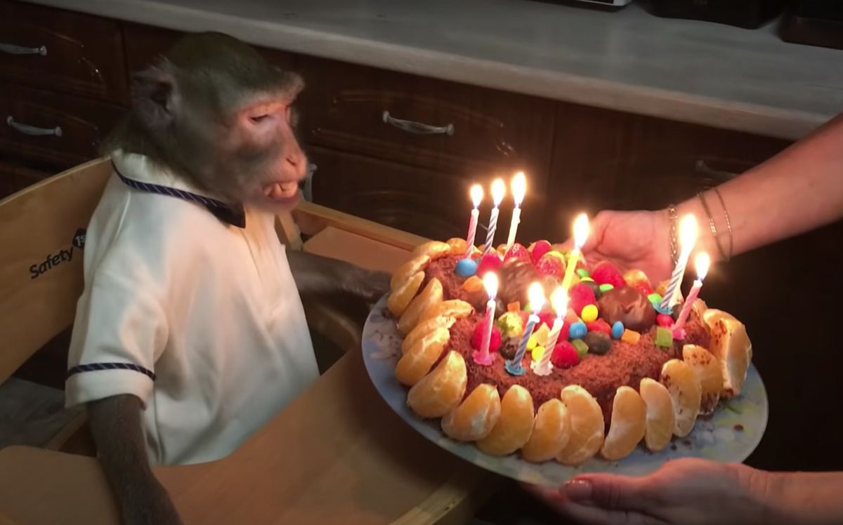 Як домашній макак святкує ювілей — господиня мавпи поділилася цікавим відео. Семушке 10 років!