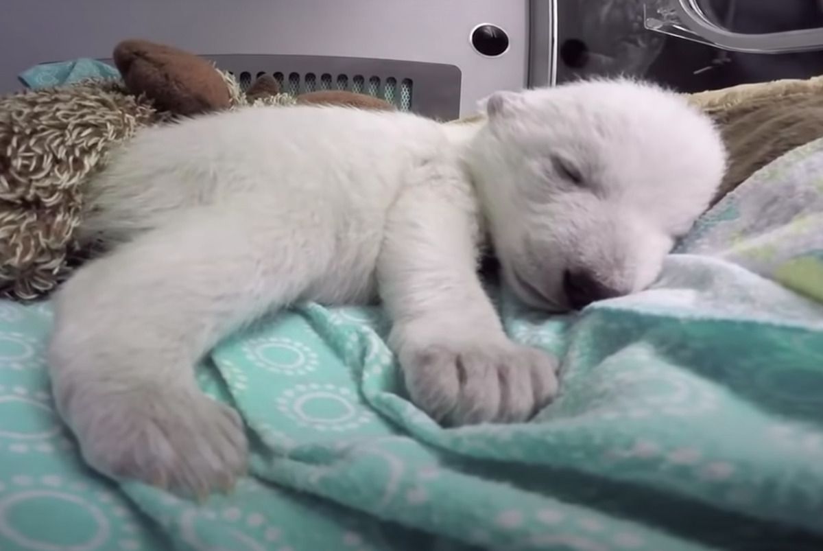 Зоопарк показав дорослішання білого ведмедя в одному відео — вийшов дуже зворушливий ролик. Дуже мило!