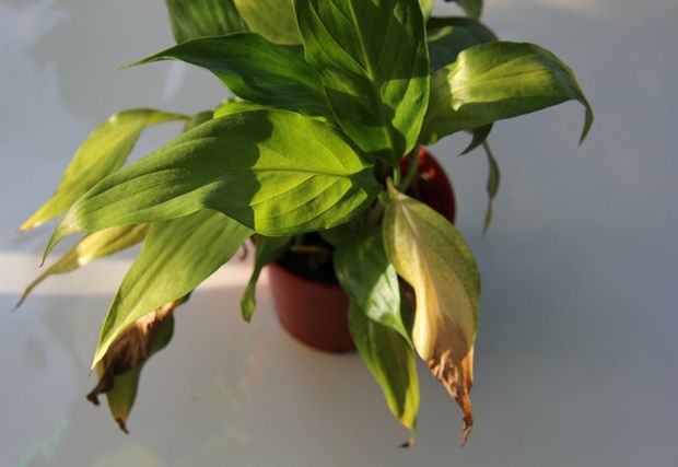 6 причин, через які кінчики листя у кімнатних рослин стають чорними та сухими. Кінчики листя кімнатних рослин можуть псуватися з кількох причин.