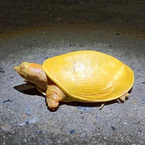 У Індії знайшли істоту, яка нагадує сонце, нею виявилася черепаха-альбінос, і її колір зігріває серця багатьох людей. У Індії люди захоплюються черепахою, яка народилася альбіносом.