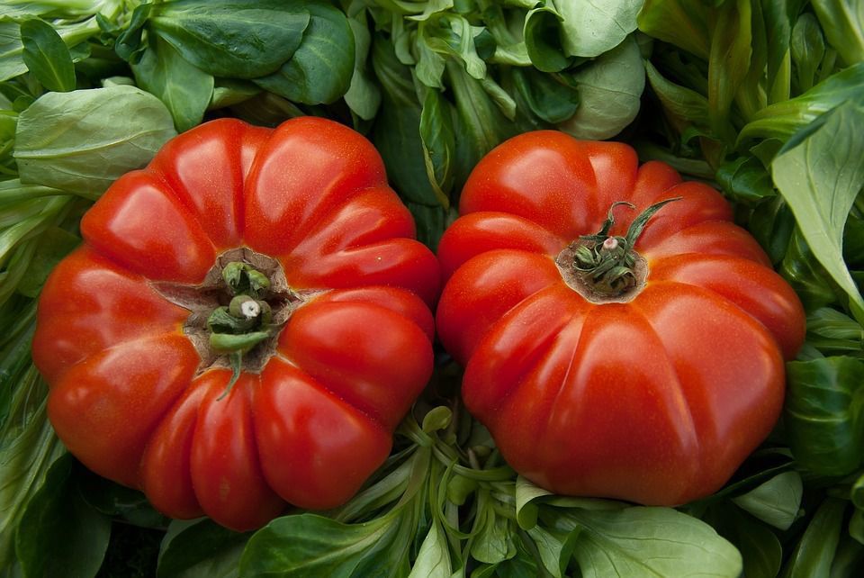 Смачні помідори: як правильно вибрати ароматні і солодкі томати. Оцінюйте зовнішній вигляд, щільність, вагу і запах.