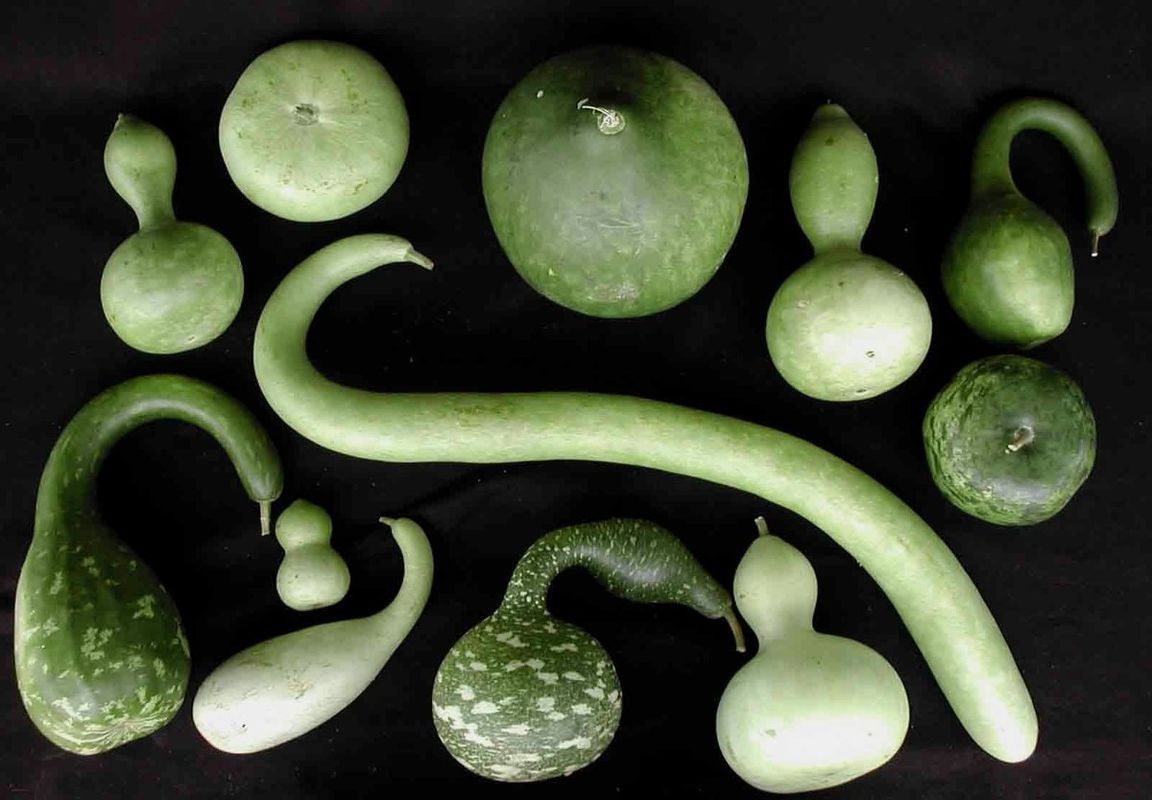 Чудо-овоч 3 в 1: унікальна рослина, яку можна їсти, робити з неї посуд та декорувати оселю. Універсальна рослина, яка надасть вам величезний простір для творчості.
