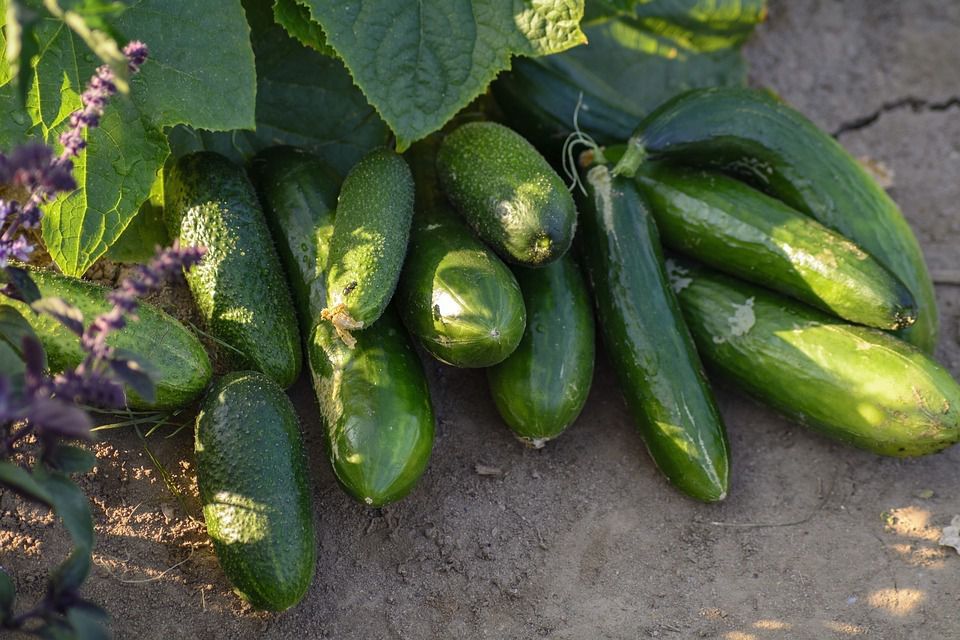 10 простих хитрощів, які можна застосувати у липні для збільшення врожаю огірків. У липні ще можна встигнути збільшити врожай огірків.