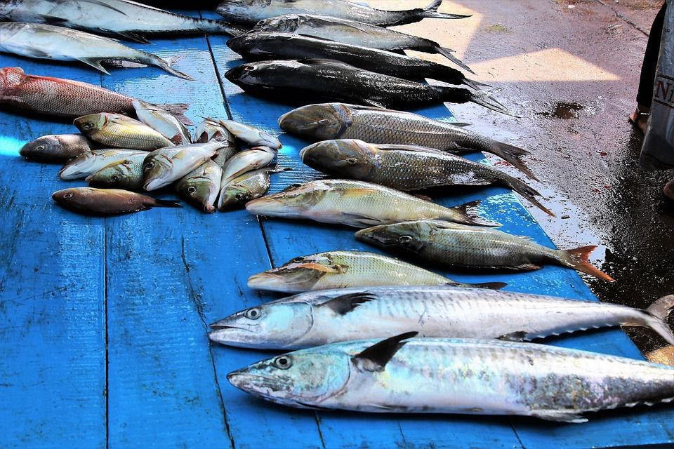 Вчені відзначили різке скорочення біомаси найпопулярніших промислових риб. Людина виловила практично всі морепродукти.