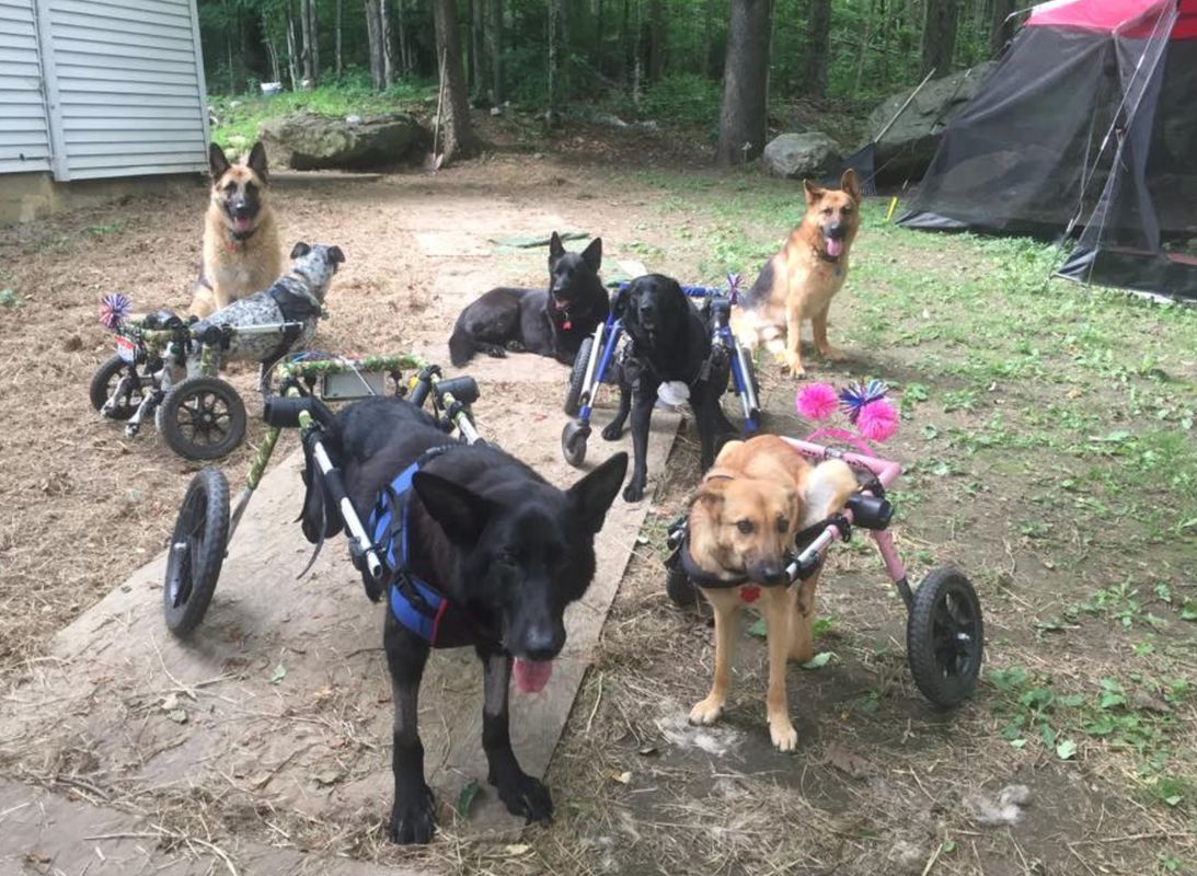Шестеро собак-інвалідів отримали шанс на щасливе життя завдяки жінці з величезним серцем. Їх забрала жінка, яка намагалася пережити сумну втрату.