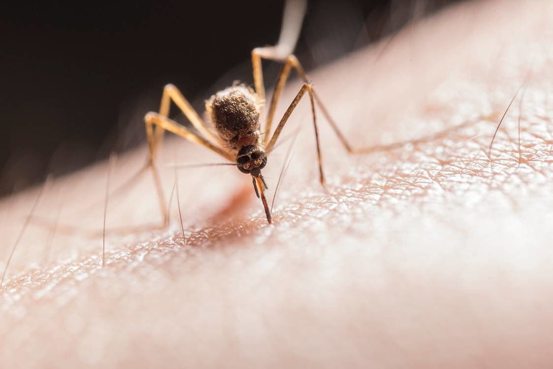 Американські біологи з'ясували, чому комарі стали агресивнішими стосовно людей. Як на агресивність комарів впливає глобальне потепління і стрімка урбанізація.
