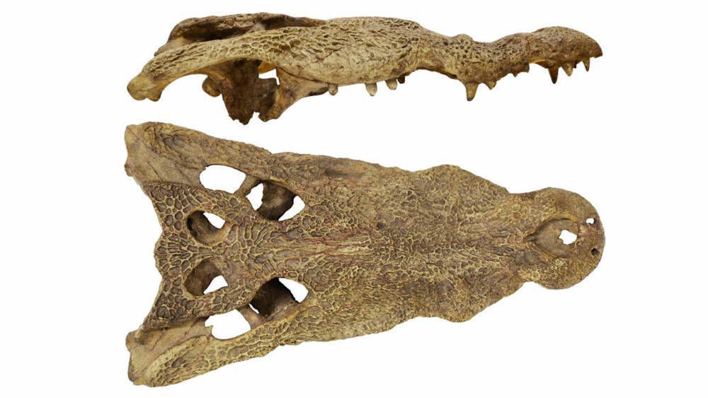 Африканські крокодили подорожували до Америки мільйони років тому. Про це вченим розповів древній череп.