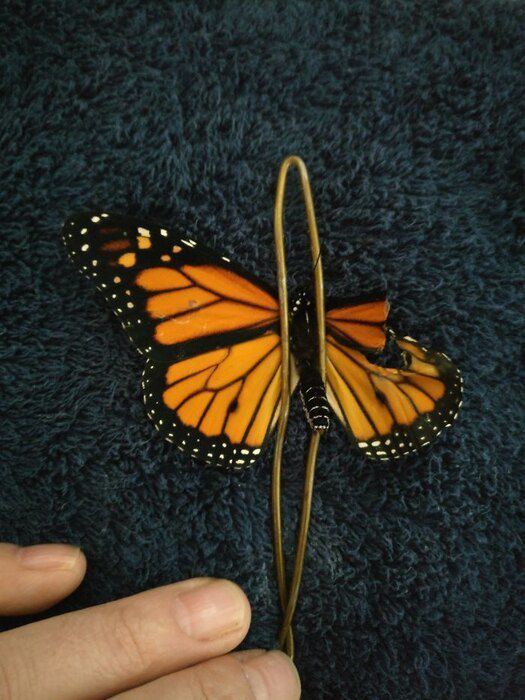 Дівчина знайшла метелика зі зламаним крилом і майстерно відновила його. Результат перевершив всі очікування.