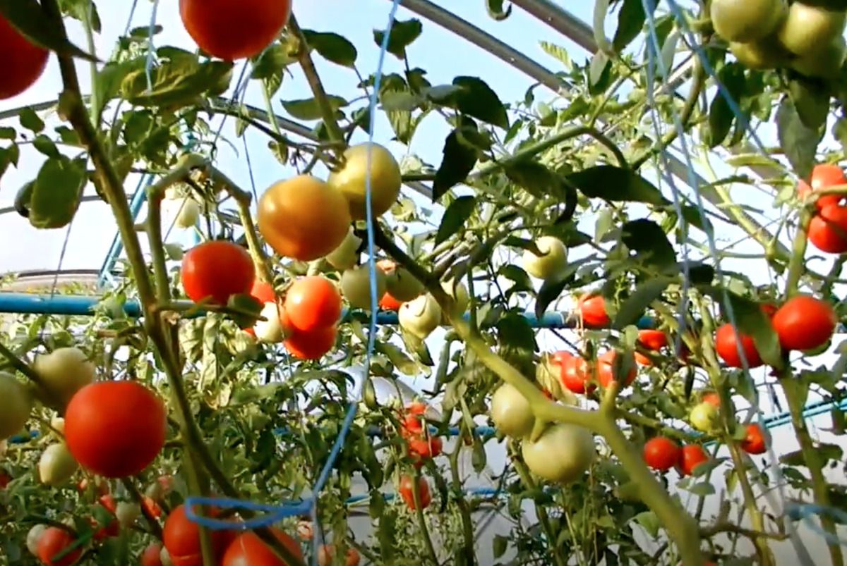 Що робити з помідорами, які вперлися у дах теплиці. Індетермінатні томати потрібно правильно підв'язувати.