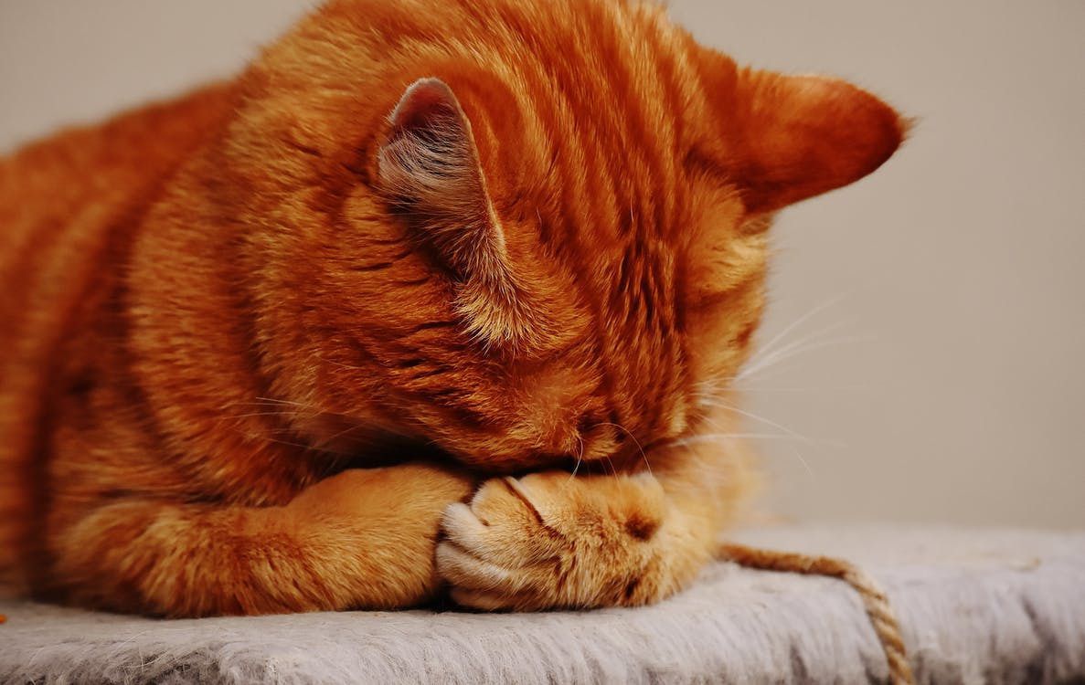 Чи можуть кішки плакати від болю або смутку. Правда про котячі сльози.