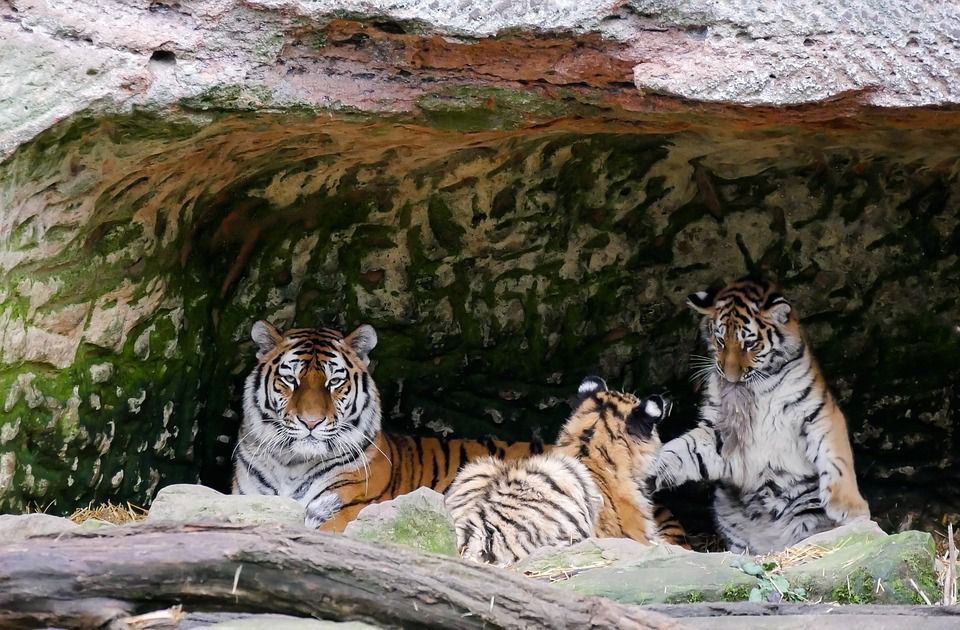 Популяція тигрів збільшилася і росте в п'яти країнах світу. Зараз у дикій природі знаходиться близько 3900 тигрів.