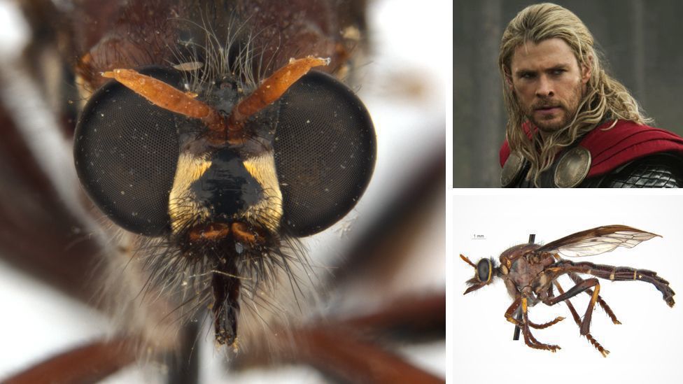 Вчені дали назви новим видам комах на честь героїв Marvel. Незвичайний підхід.