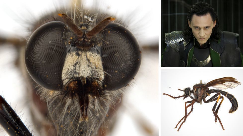 Вчені дали назви новим видам комах на честь героїв Marvel. Незвичайний підхід.