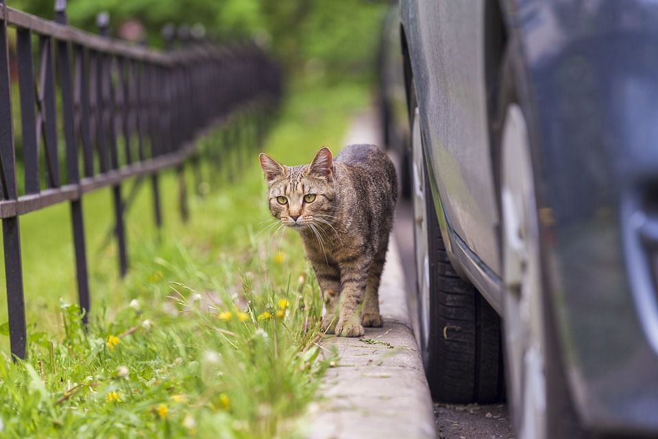 Чому кішки йдуть з дому: основні причини та що робити, щоб тварина залишилася вдома. Прикмети, за якими кішки йдуть з дому.
