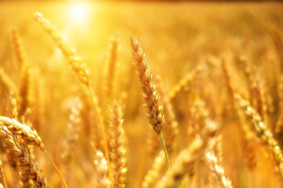 Завдяки "вертикальним фермам" врожайність пшениці збільшиться в 600 разів. У "вертикального сільського господарства" великі перспективи.