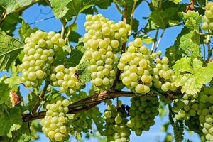 Рекомендації щодо поливу винограду в серпні