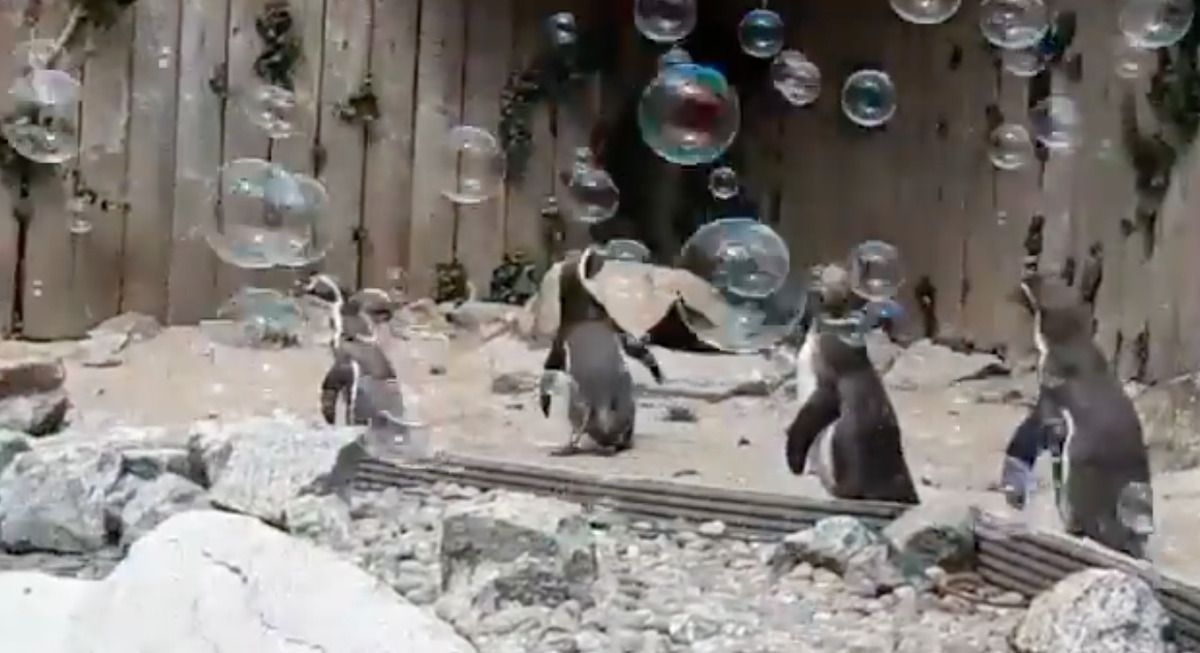 Пінгвінам із британського зоопарку подарували генератор мильних бульбашок — так виглядає щастя. Тепер вони розважаються і щасливі.