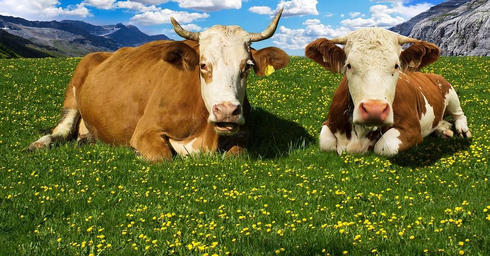 Народні прикмети і повір'я про корову — годувальницю і провісницю. Хороші і погані прикмети про корову.