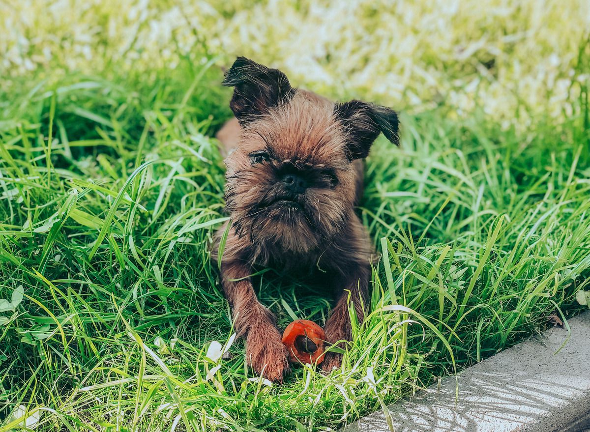 Експерти розповіли, чому собаки їдять траву. Багато недосвідчених власників собак бувають сильно здивовані, коли дізнаються про те, що їх вихованець небайдужий до рослинної їжі.
