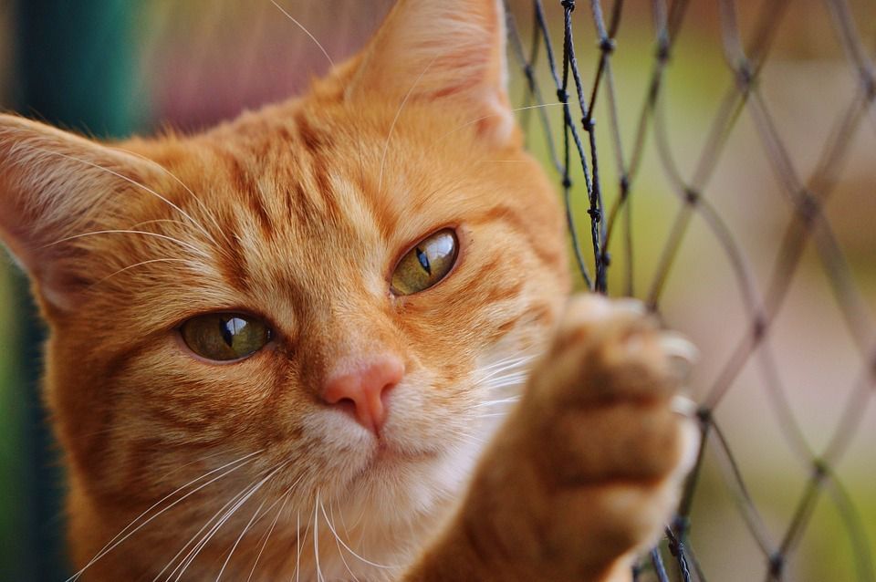 У Великобританії кіт Гарфілд втік від своїх нових власників і півтора місяці добирався до колишніх. Віддана тварина пройшла 64 кілометри.