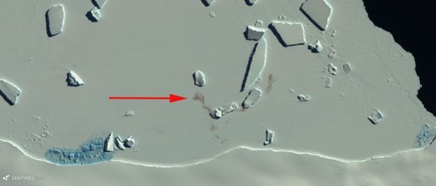 Супутникові знімки допомогли вченим знайшли 11 невідомих колоній імператорських пінгвінів. На знімках з космосу пінгвінів визначили по великих плям посліду на морському льоду.