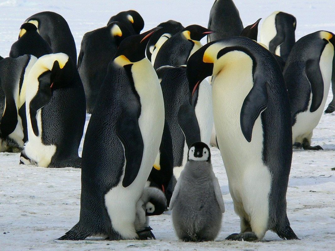 Супутникові знімки допомогли вченим знайшли 11 невідомих колоній імператорських пінгвінів. На знімках з космосу пінгвінів визначили по великих плям посліду на морському льоду.