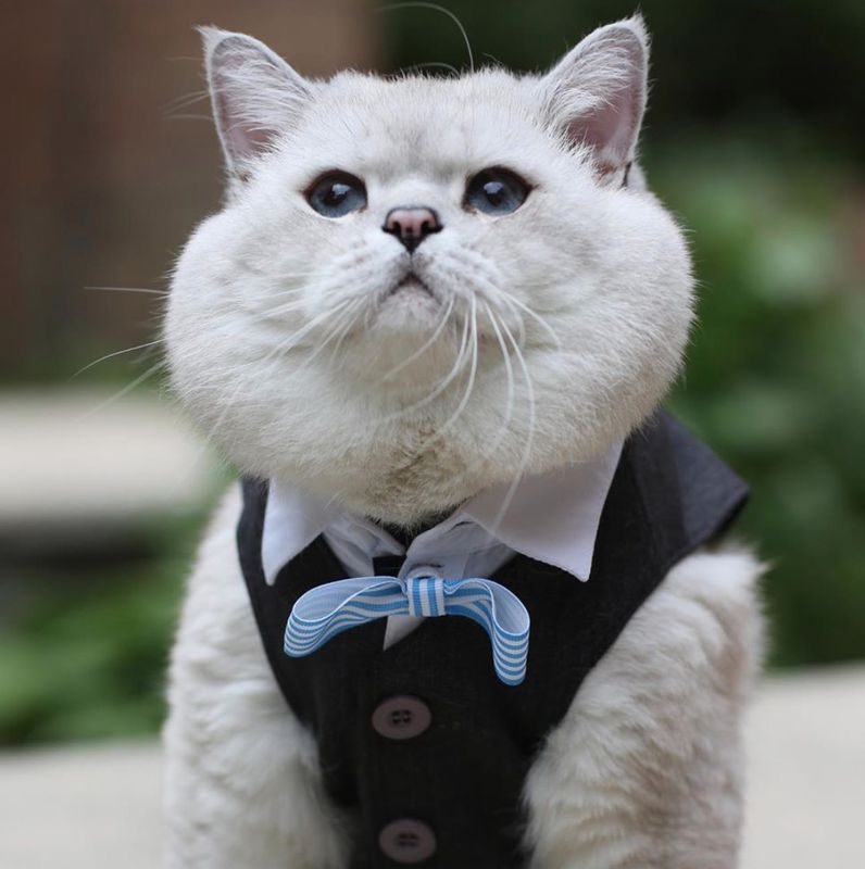 Британський кіт Аполлон став справжньою зіркою Instagram. І все завдяки своїм щокам. Пухкі щоки зробили кота зіркою Instagram.