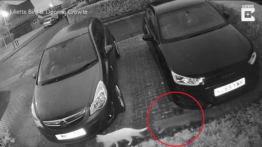 Камера спостереження зафіксувала привид кішки, яка прогулювалася зі своєю подругою. Чи дійсно це привид чи можливо черговий обман зору.