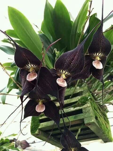 Квіти з чорними суцвіттям, які ідеально впишуться в сучасний інтер'єр. Якими домашніми рослинами з чорними квітами можна прикрасити квартиру.