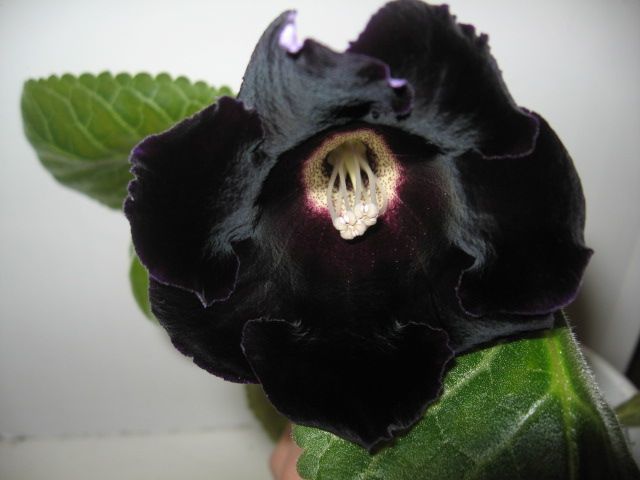 Квіти з чорними суцвіттям, які ідеально впишуться в сучасний інтер'єр. Якими домашніми рослинами з чорними квітами можна прикрасити квартиру.