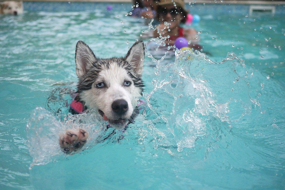 5 основних причин, через які собака не хоче купатися. Зазвичай собаки з радістю кидаються у воду, якщо випадає така можливість: плавання для них є ідеальним видом фізичної активності.