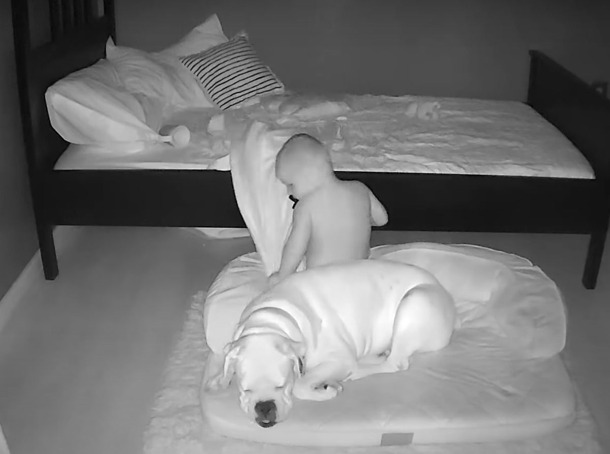 Найкращі друзі — малюк навіть вночі не може спати без свого собаки, тому приходить до нього у ліжко. Миле відео з малюком, який наполегливо хоче спати в обнімку з кращим другом.